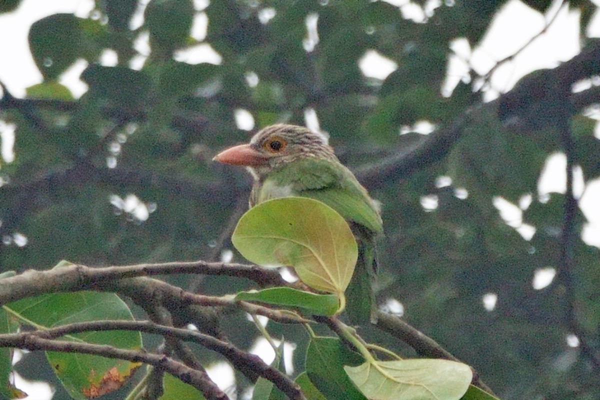 Lineated Barbet - ML646461058
