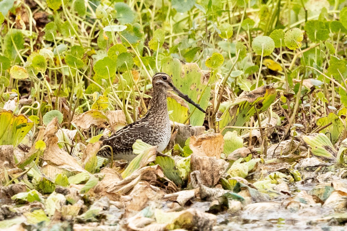 Wilson's Snipe - ML646461059