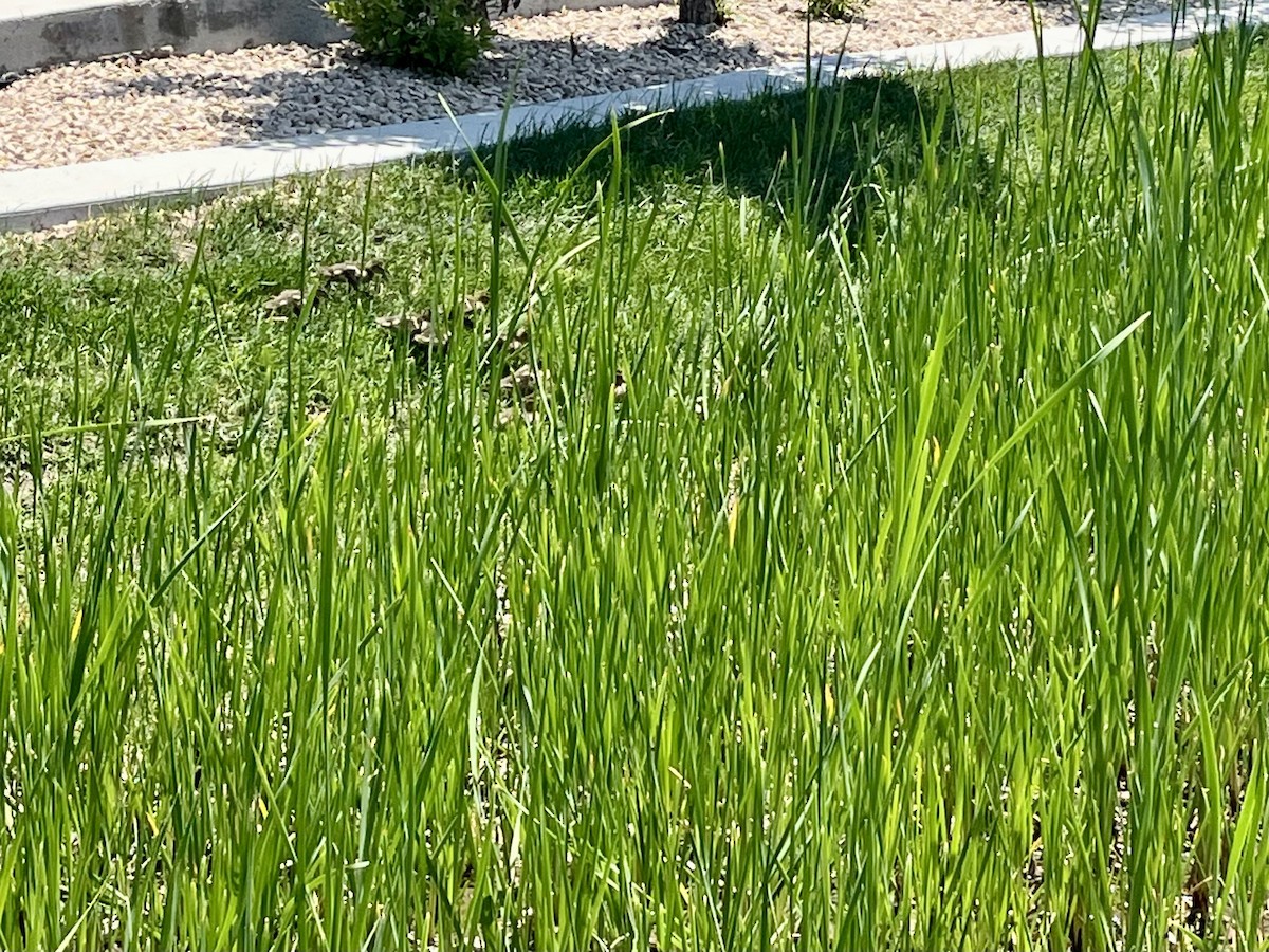 kachna divoká - ML646461061