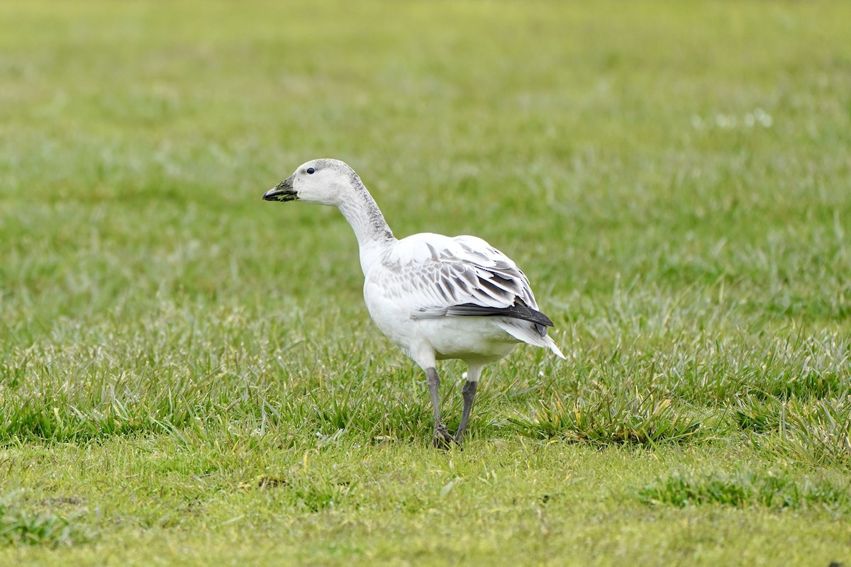 Snow Goose - ML646461065