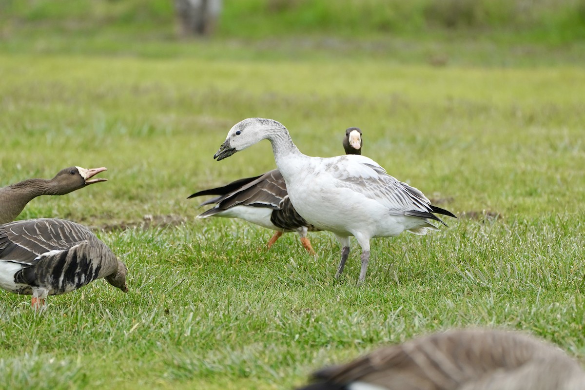 Snow Goose - ML646461066