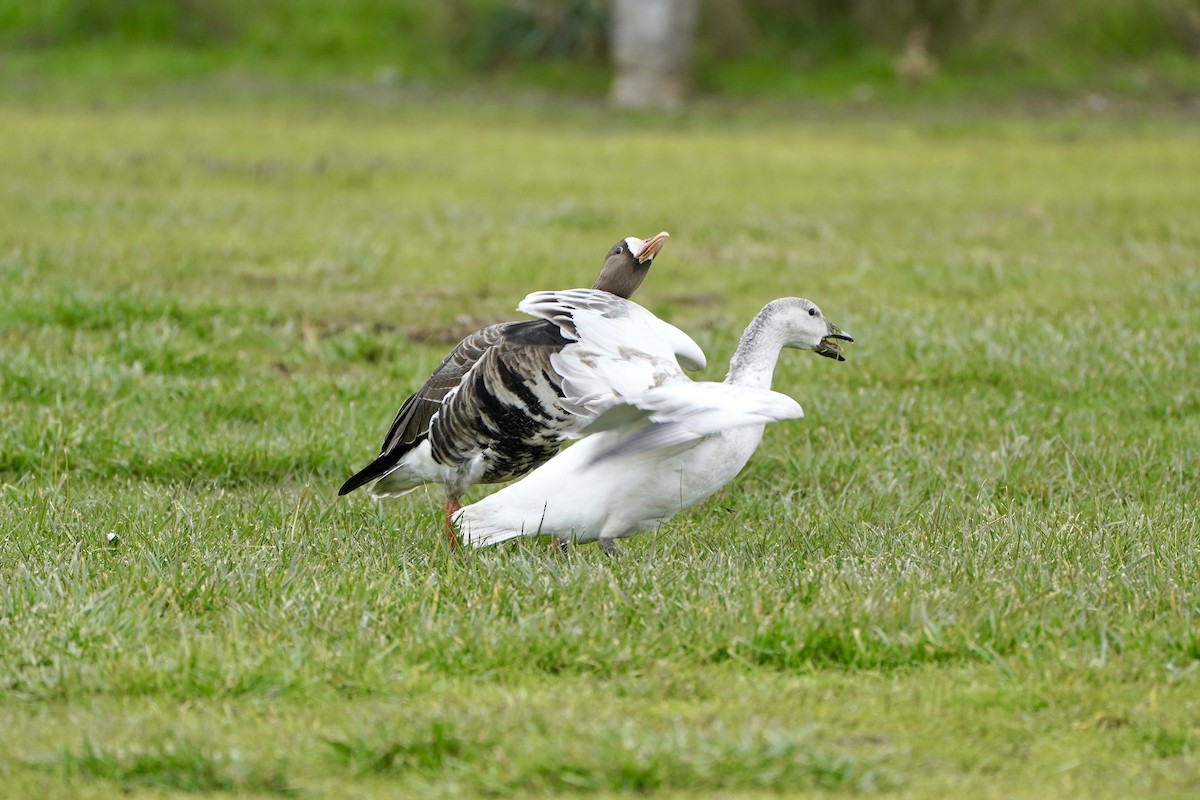 Snow Goose - ML646461067