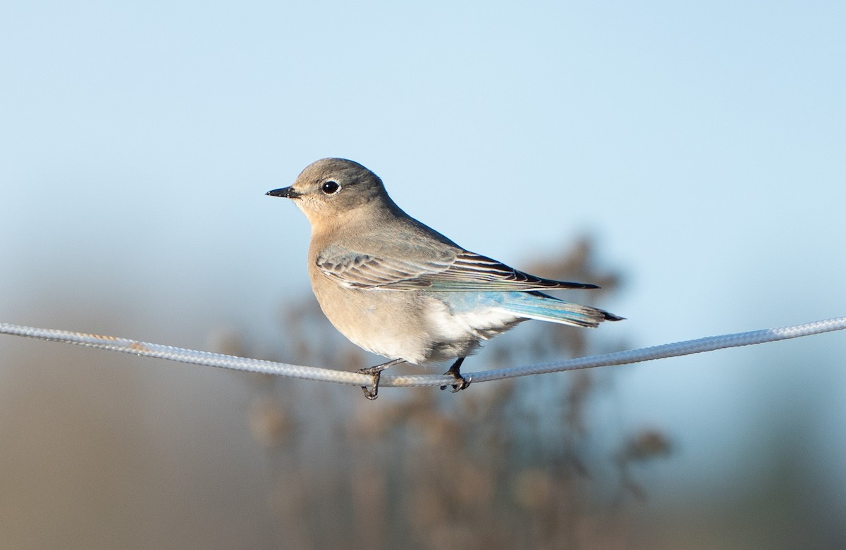 Mountain Bluebird - ML646461069