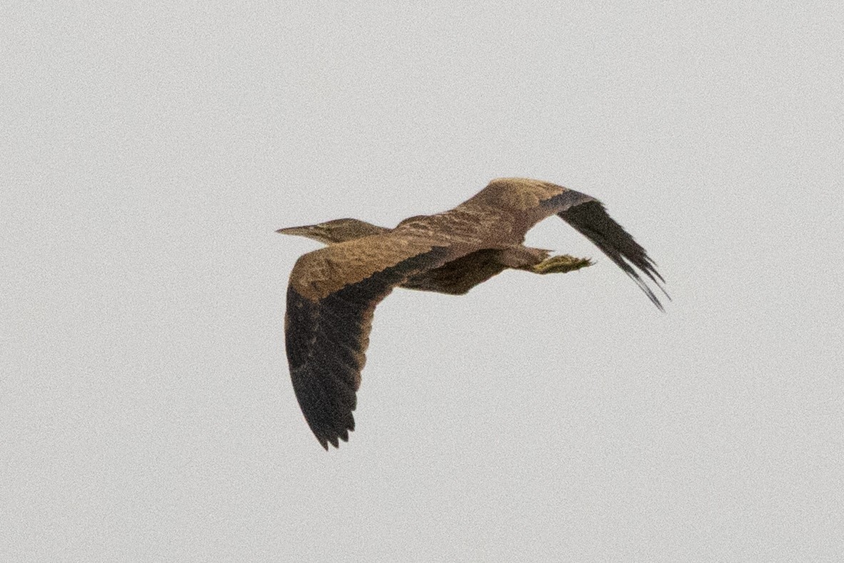 American Bittern - ML646461070