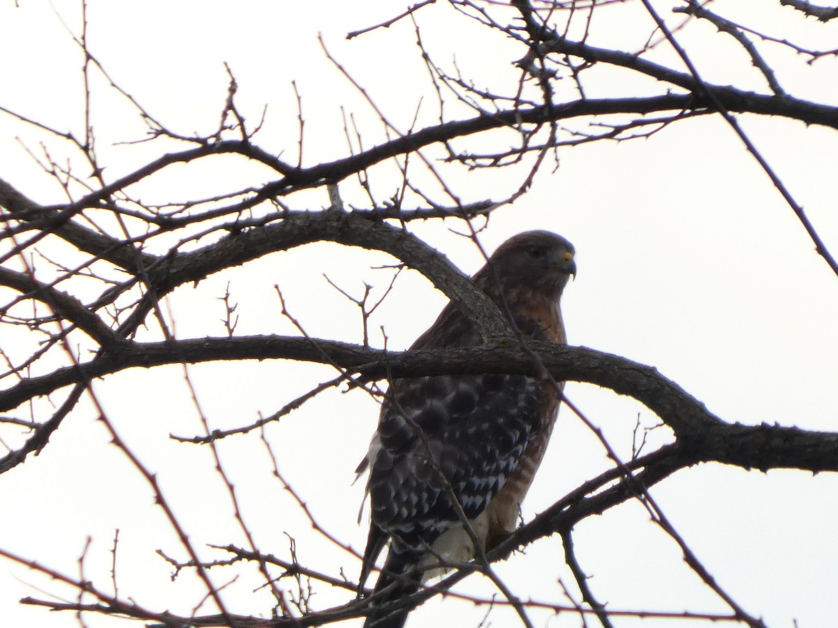 káně páskovaná - ML646461071