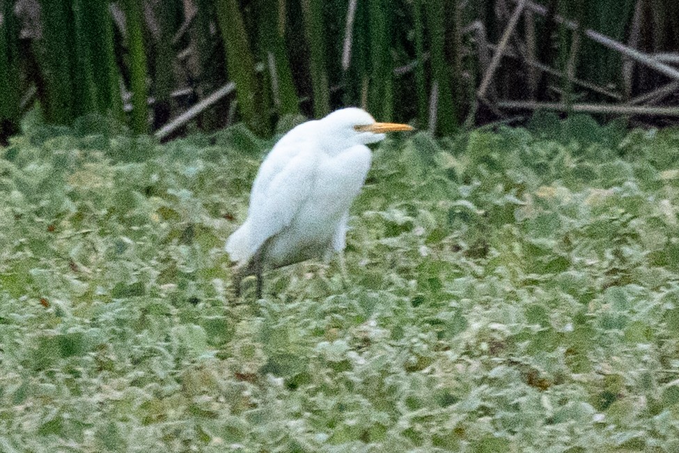 Western Cattle-Egret - ML646461077