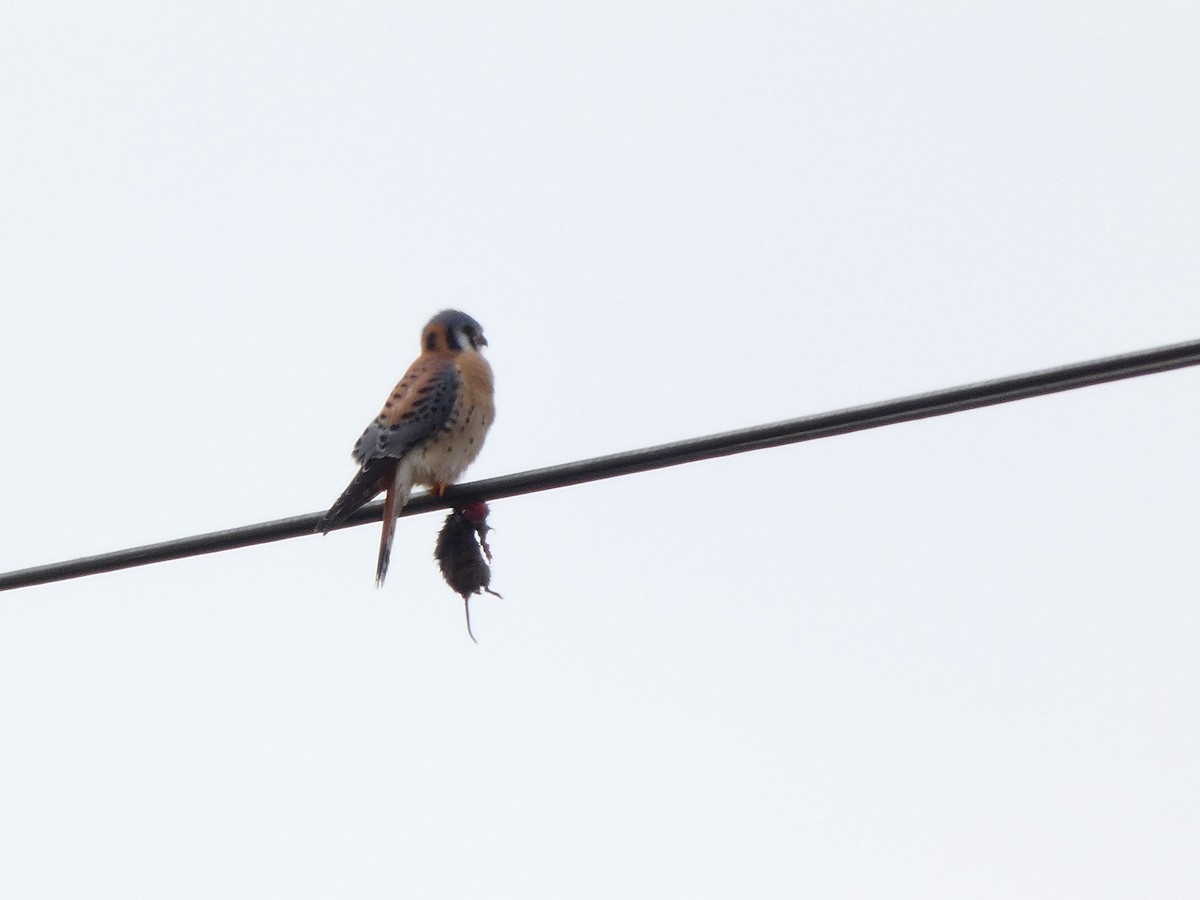 poštolka pestrá - ML646461078