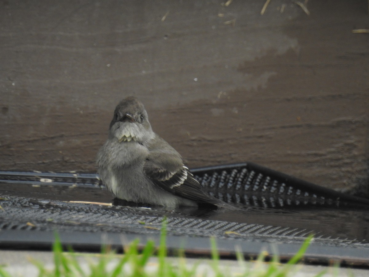 Western Wood-Pewee - ML646461079