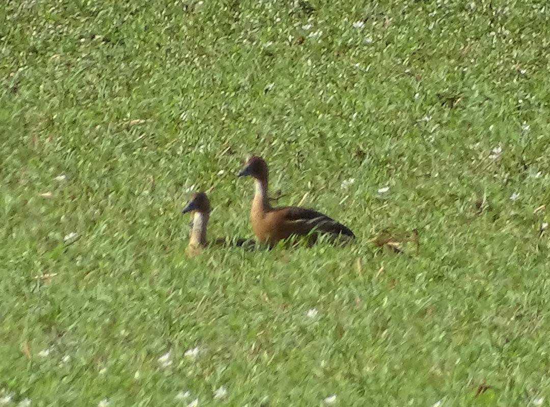 Fulvous Whistling-Duck - ML646461080