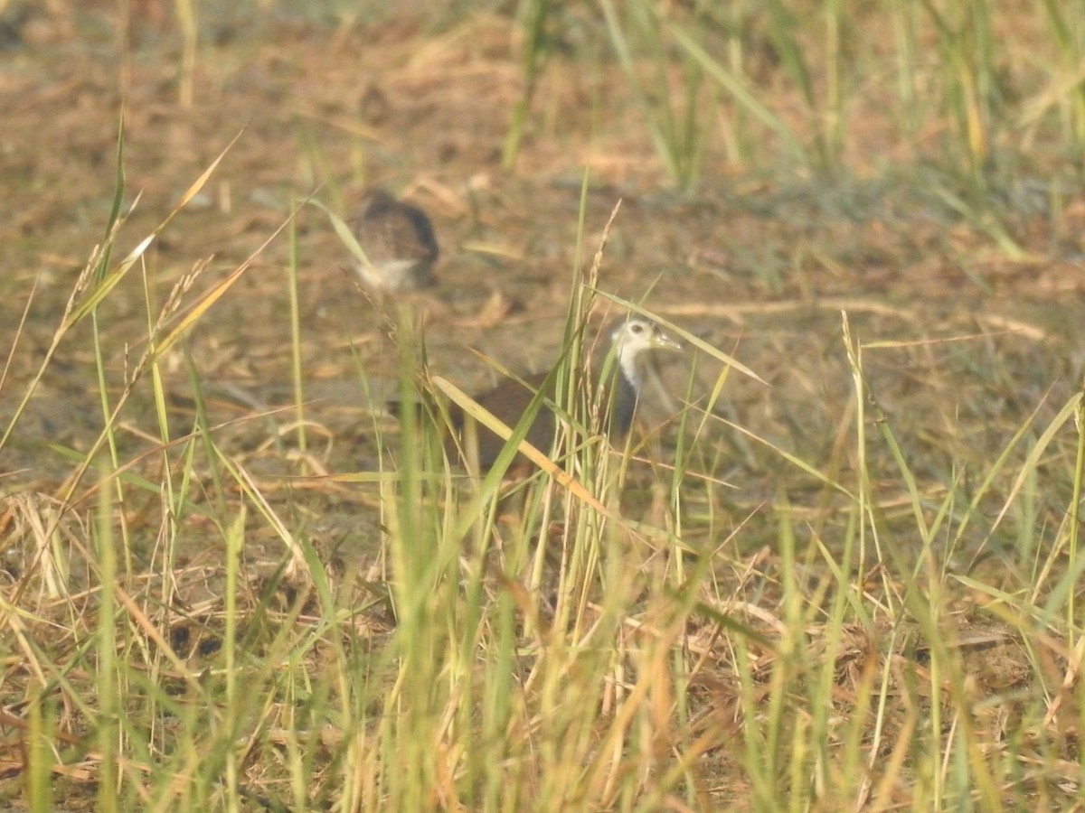 White-breasted Waterhen - ML646461083