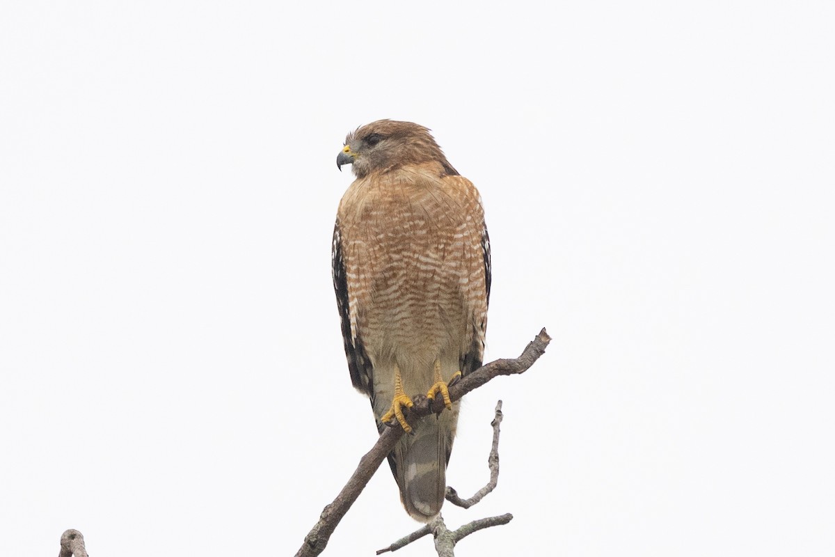 Red-shouldered Hawk - ML646461084