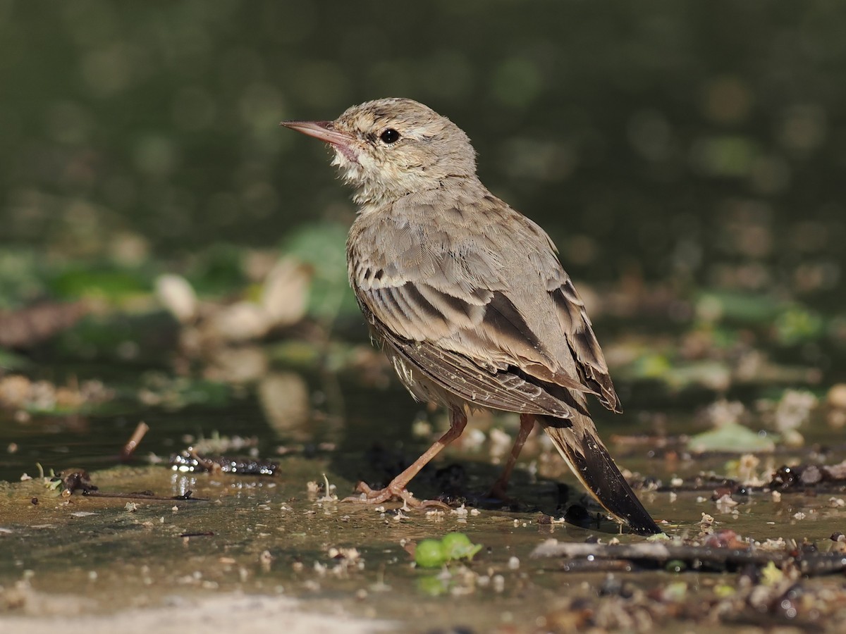 Brachpieper - ML646461085