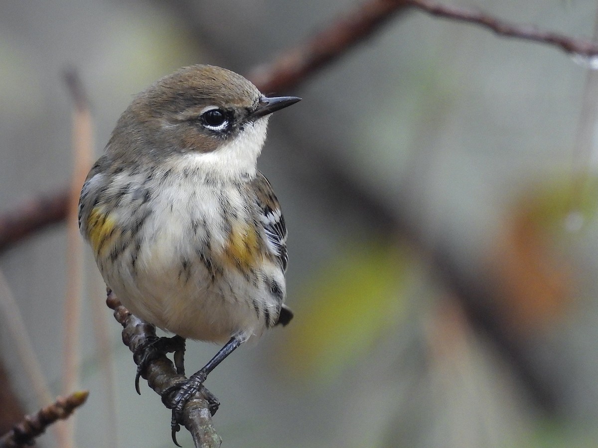 Yellow-rumped Warbler - ML646461087