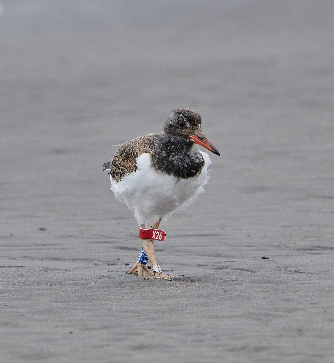 American Oystercatcher - ML646461088