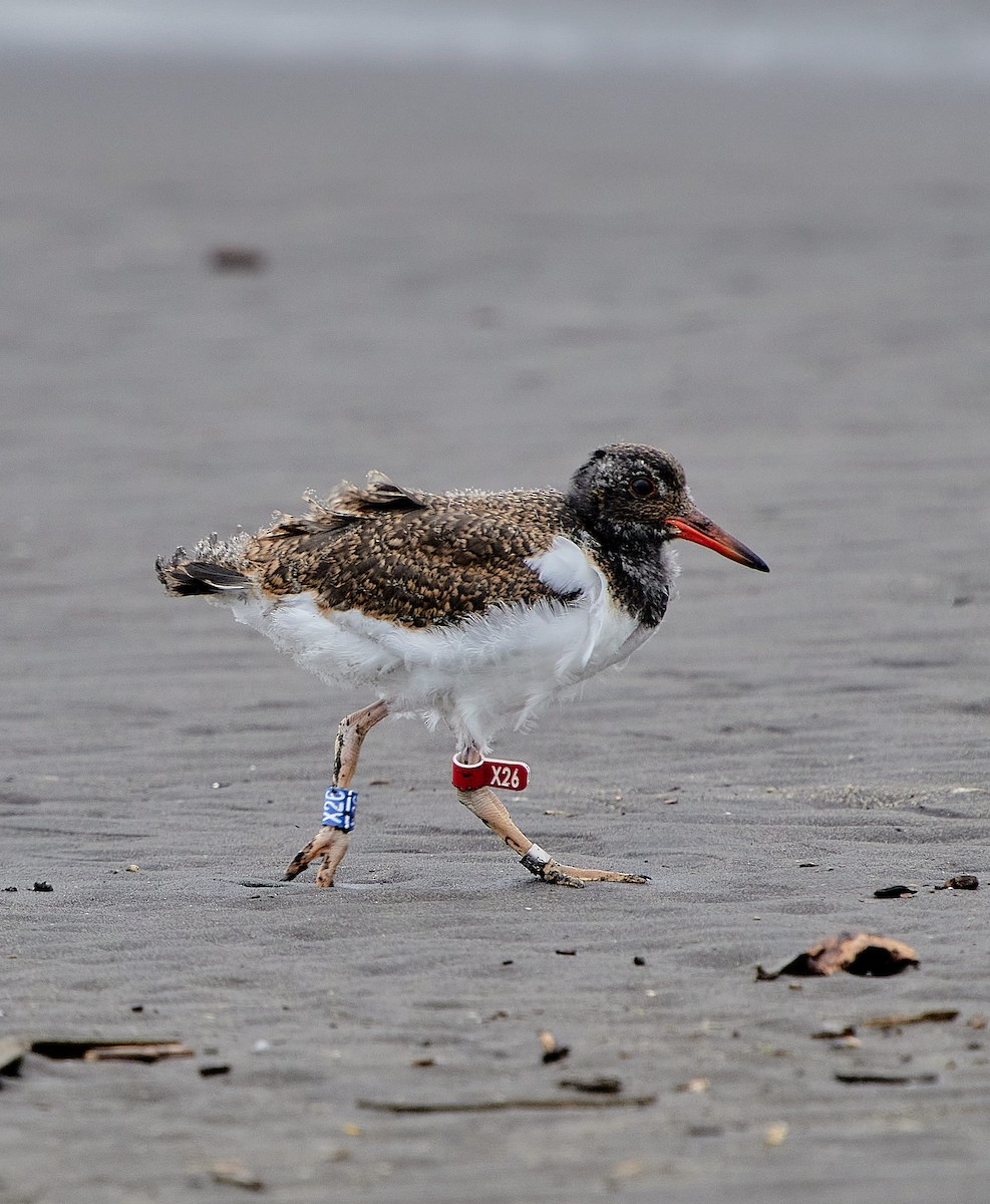 American Oystercatcher - ML646461089