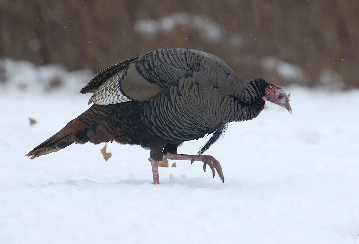 Wild Turkey - ML646461093