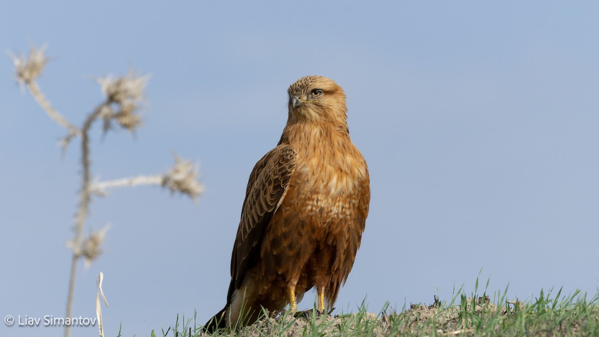 káně bělochvostá - ML646461094