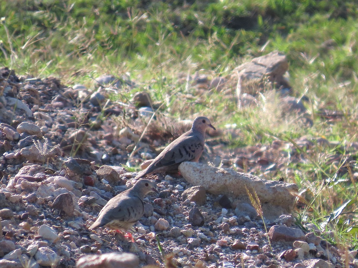 Common Ground Dove - ML646461099