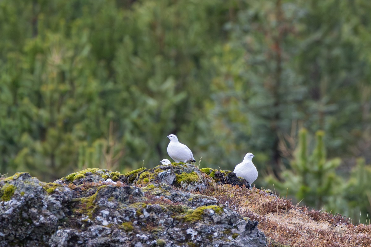 Rock Ptarmigan - ML646461100