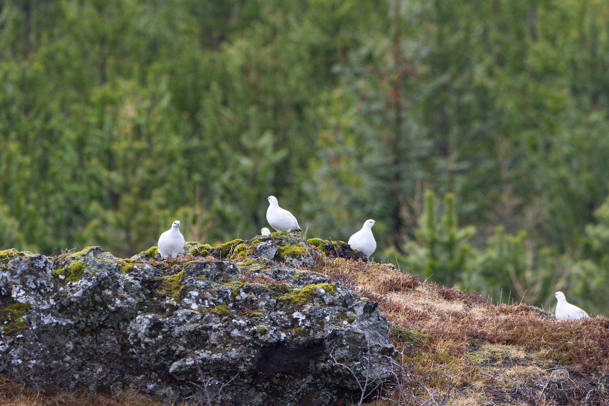 Rock Ptarmigan - ML646461101