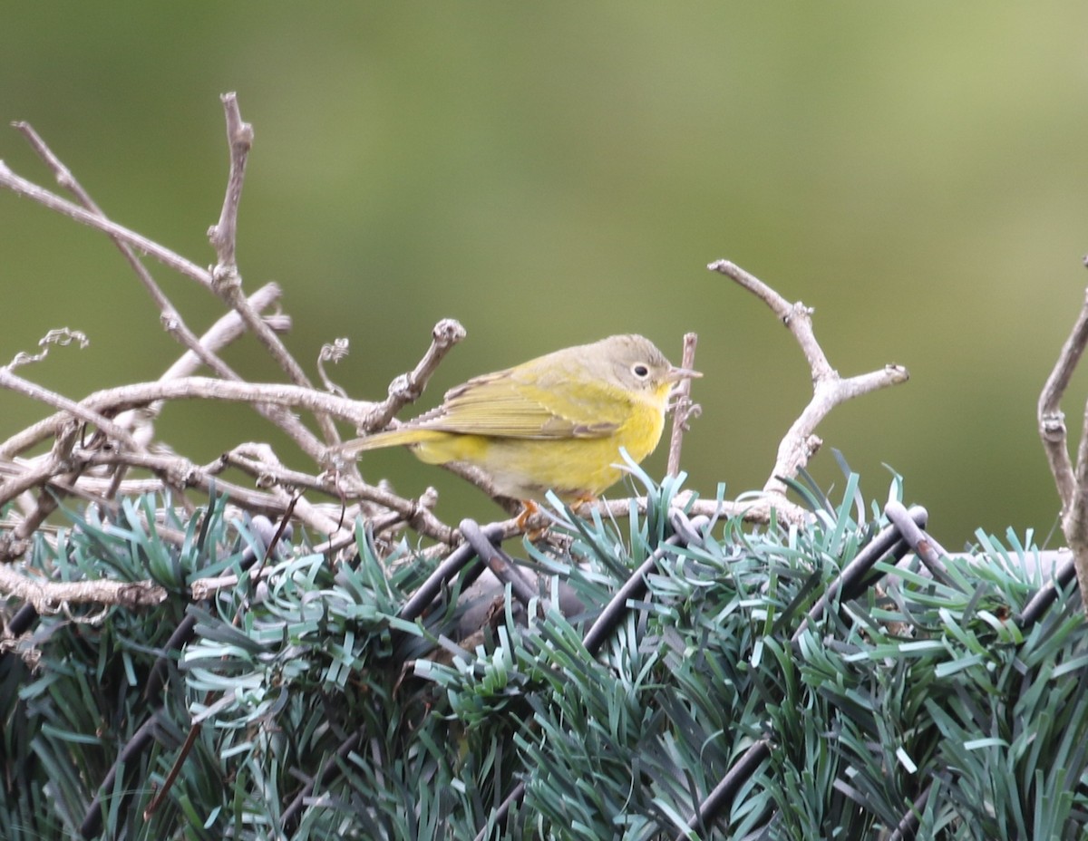 Nashville Warbler - ML646461104