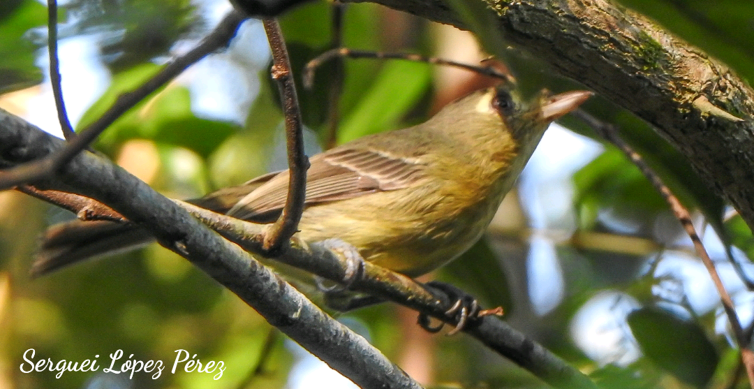 Cuban Vireo - ML646461105
