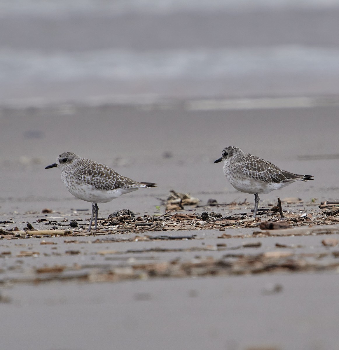 Black-bellied Plover - ML646461106