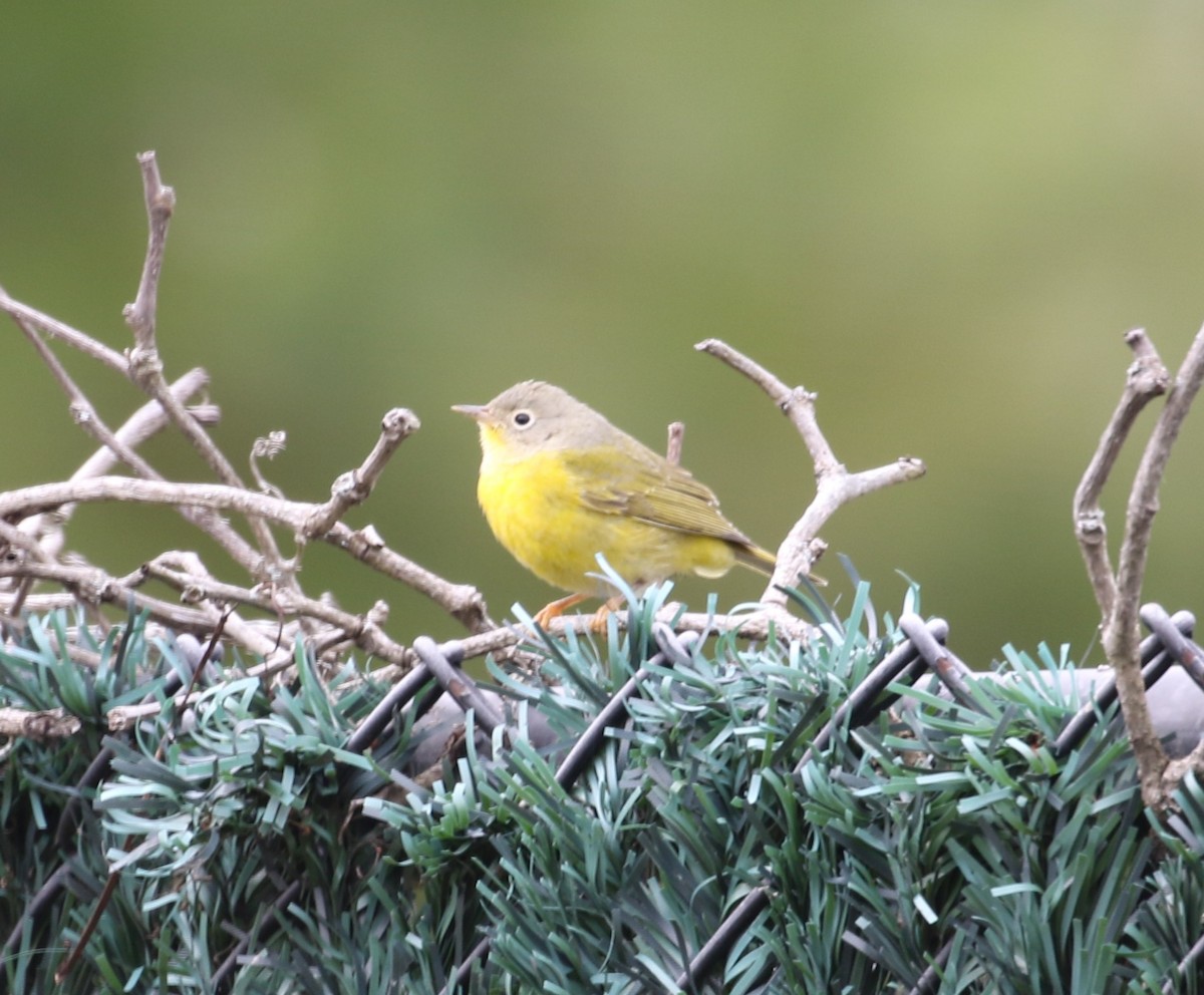 Nashville Warbler - ML646461110