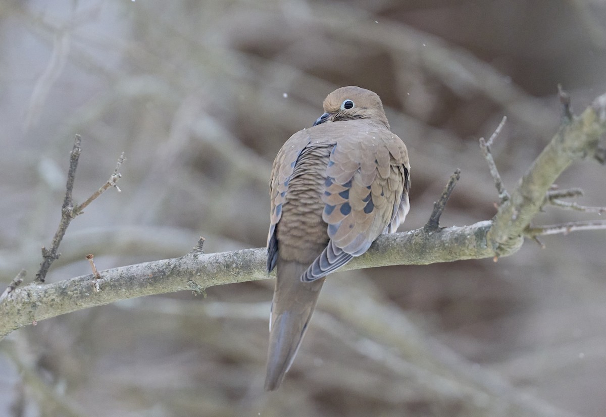 Mourning Dove - ML646461111