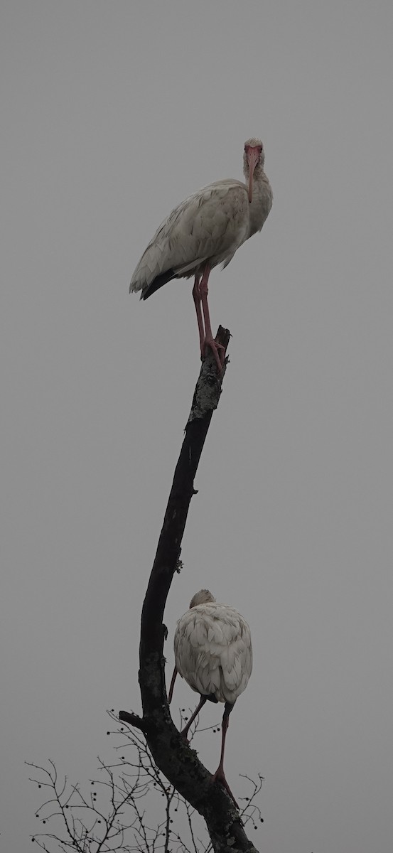 Ak Aynak - ML646461114