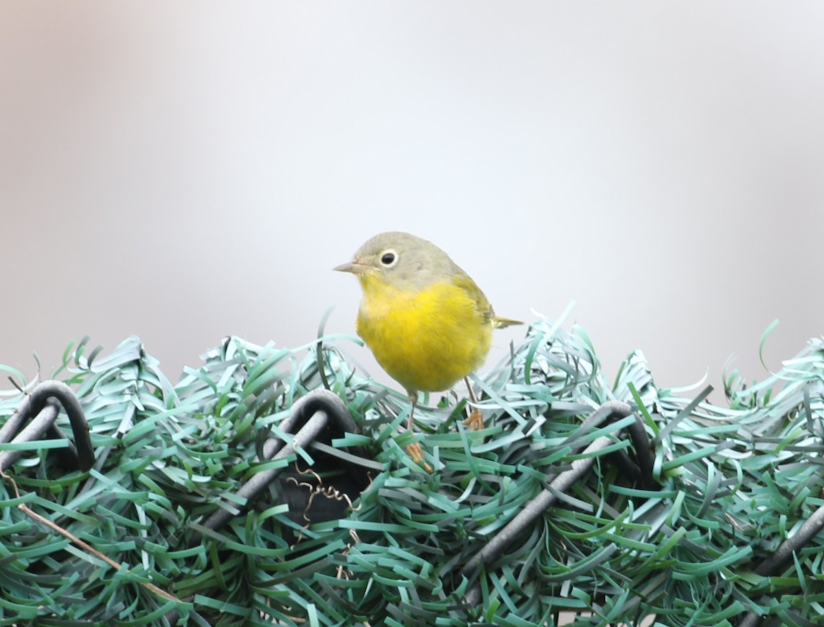 Nashville Warbler - ML646461115