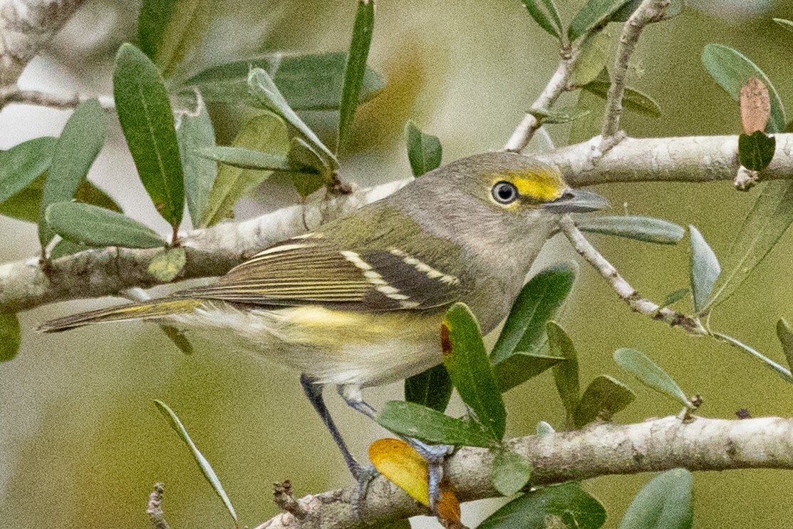 White-eyed Vireo - ML646461117