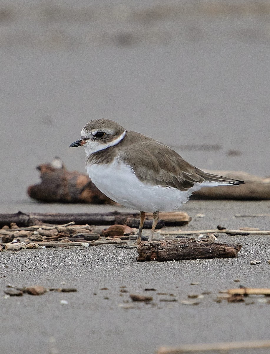 Semipalmated Plover - ML646461119