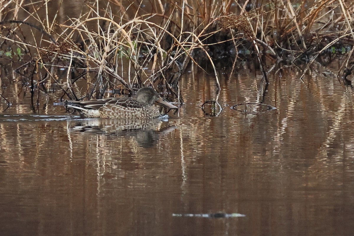lžičák pestrý - ML646461122