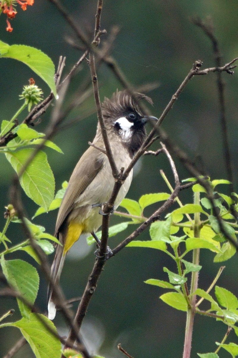 Himalayan Bulbul - ML646461123