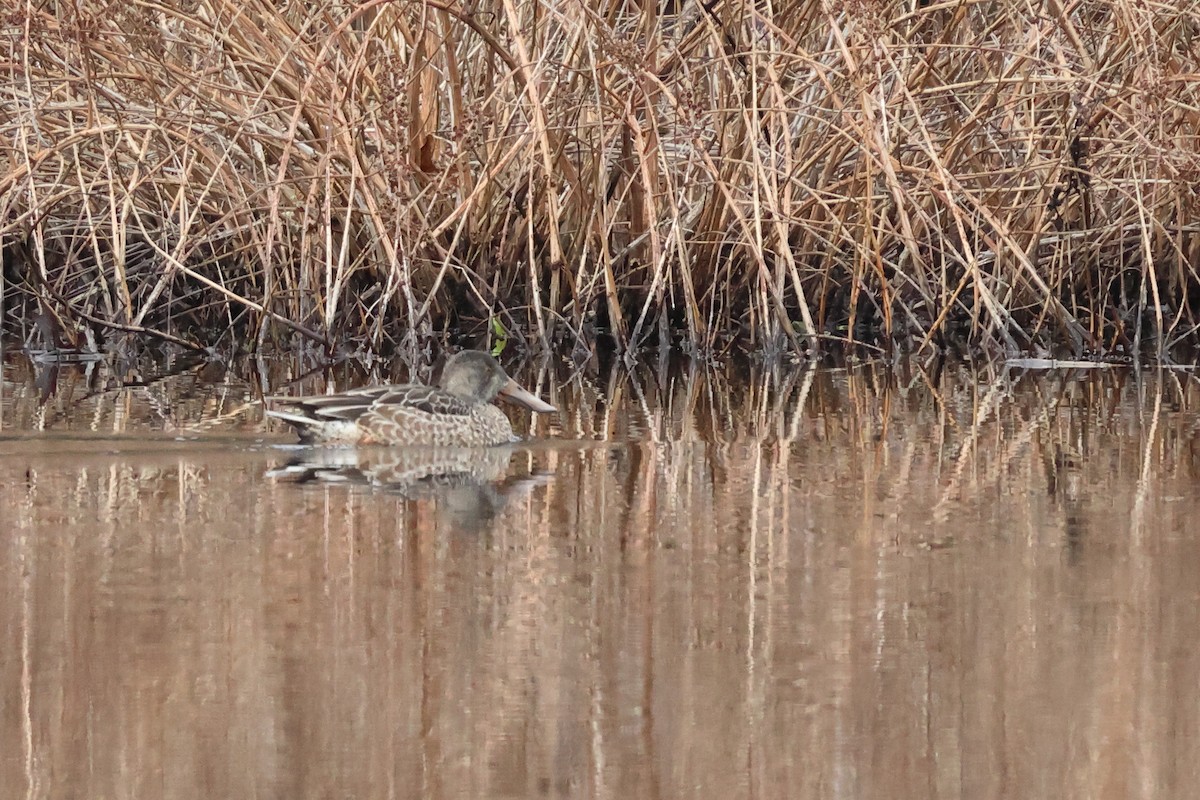 lžičák pestrý - ML646461124