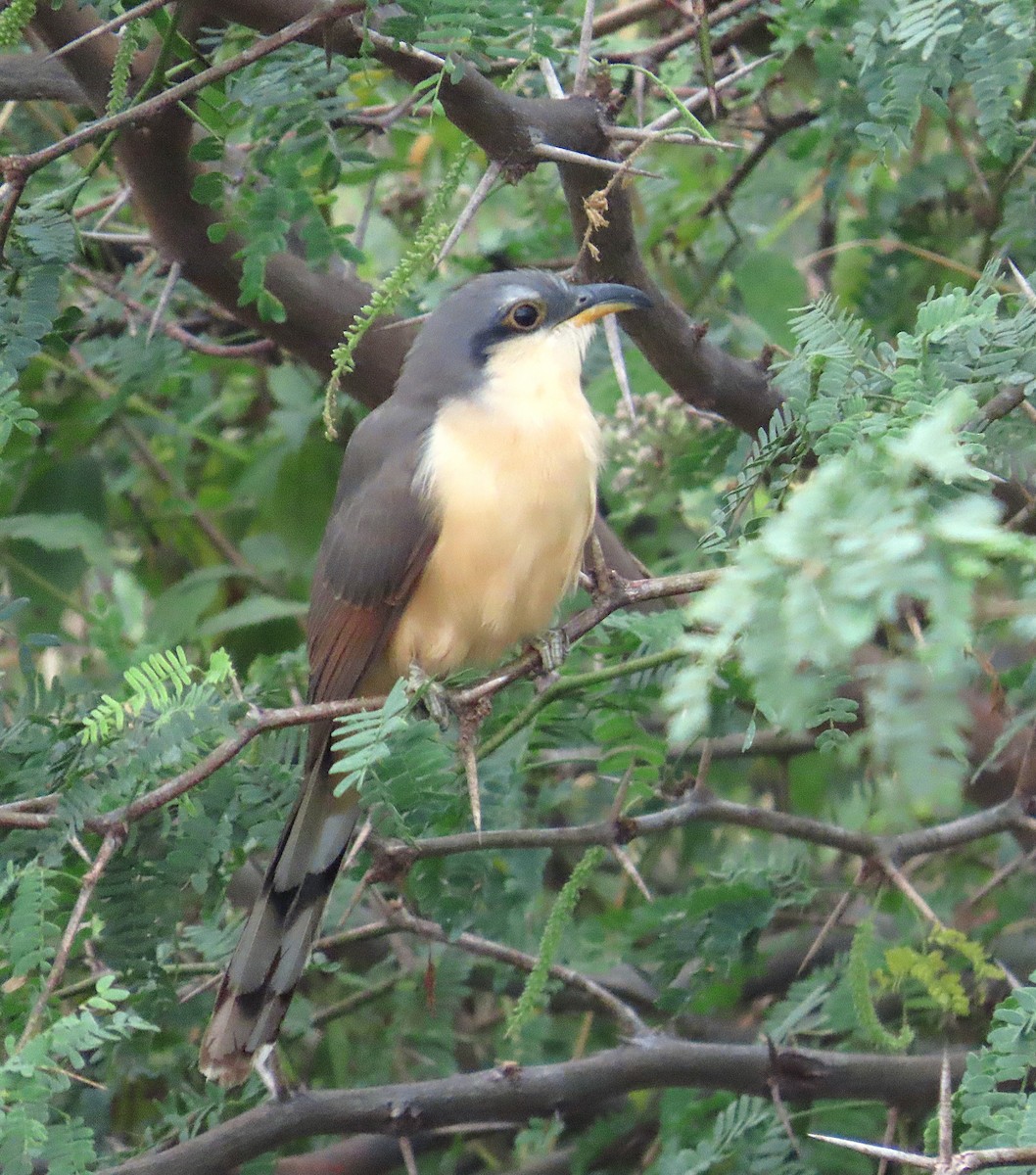 Mangrove Cuckoo - ML646461128