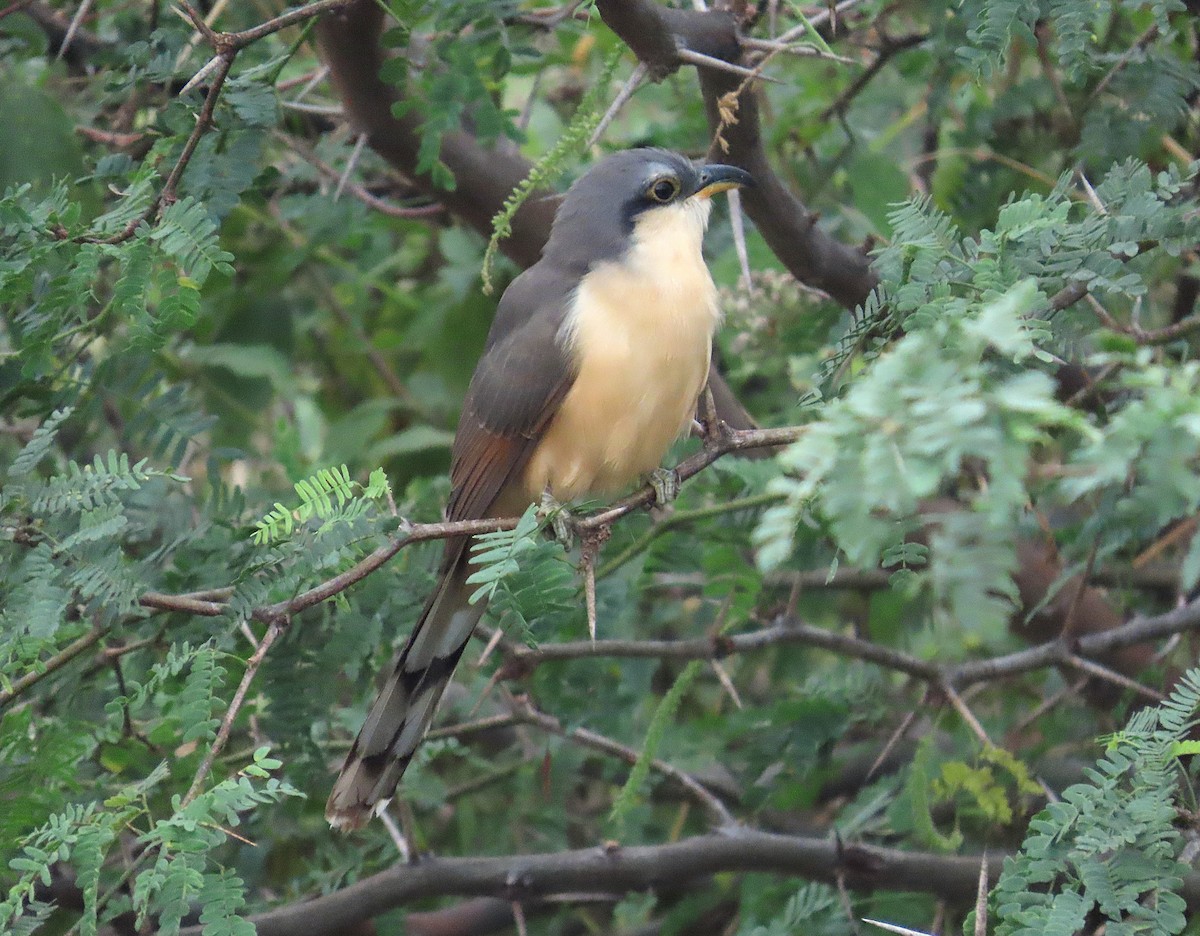 Mangrove Cuckoo - ML646461129