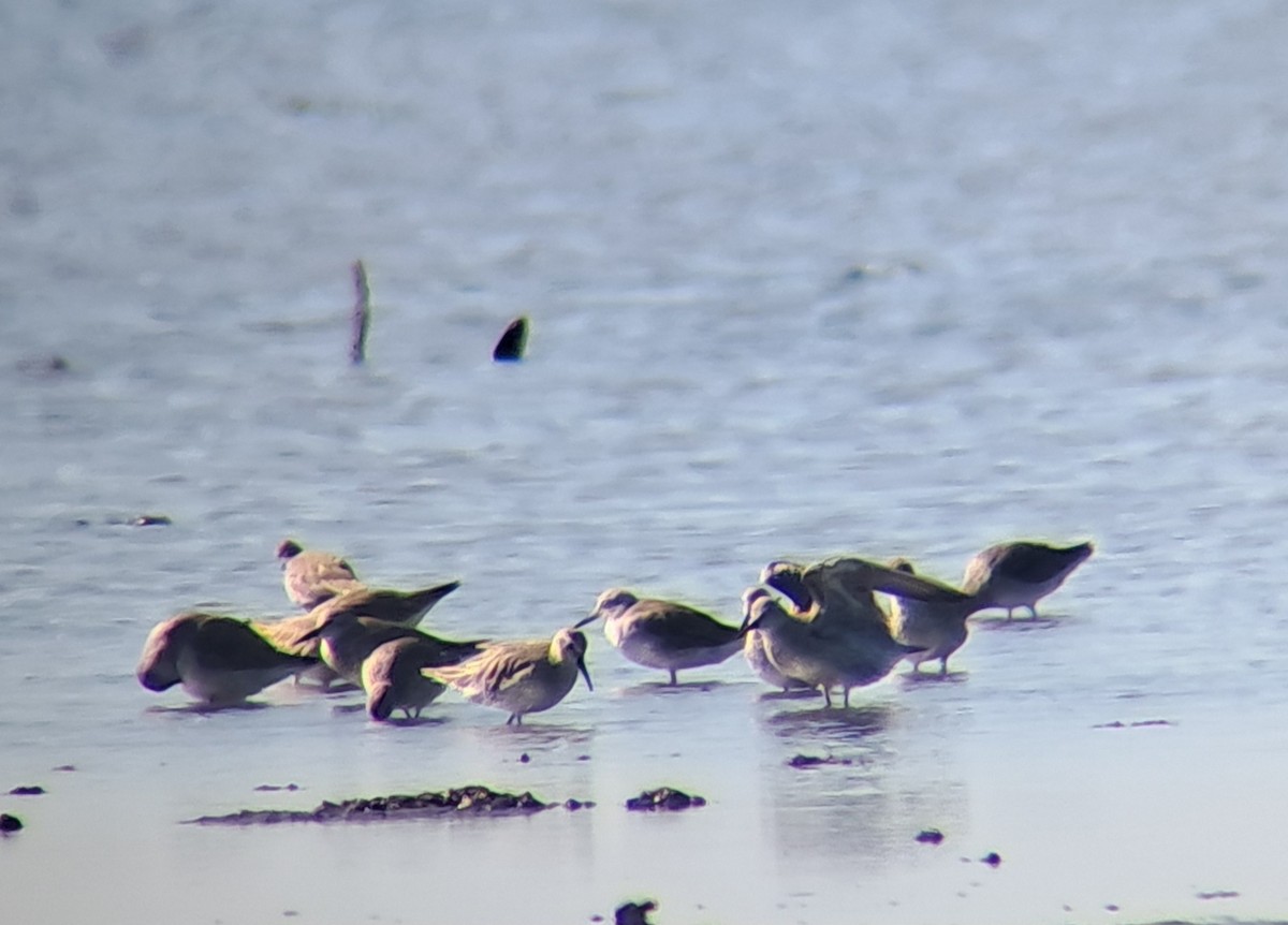 Исландский песочник - ML646461130