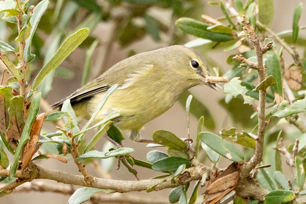 Orange-crowned Warbler - ML646461132