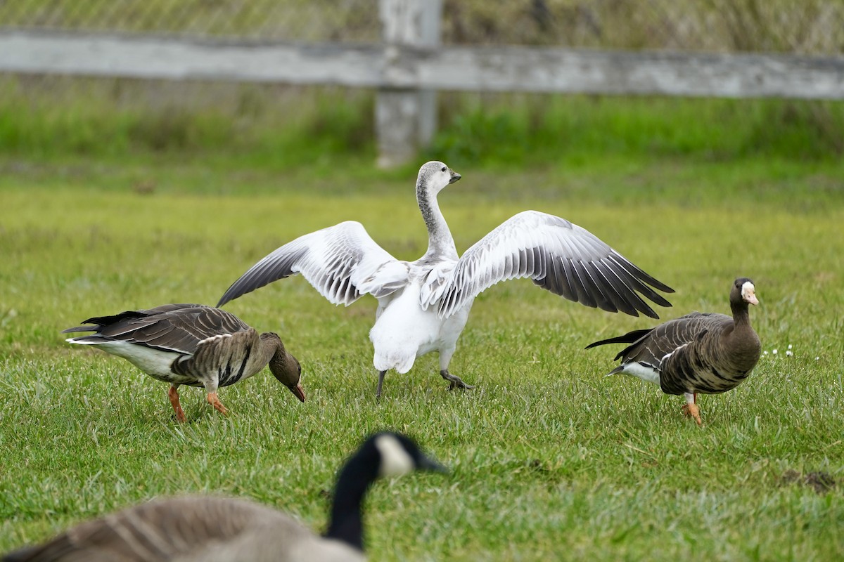 Snow Goose - ML646461133