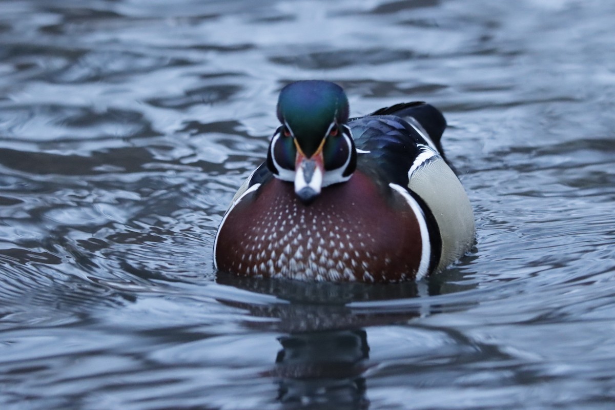 kachnička karolínská - ML646461135