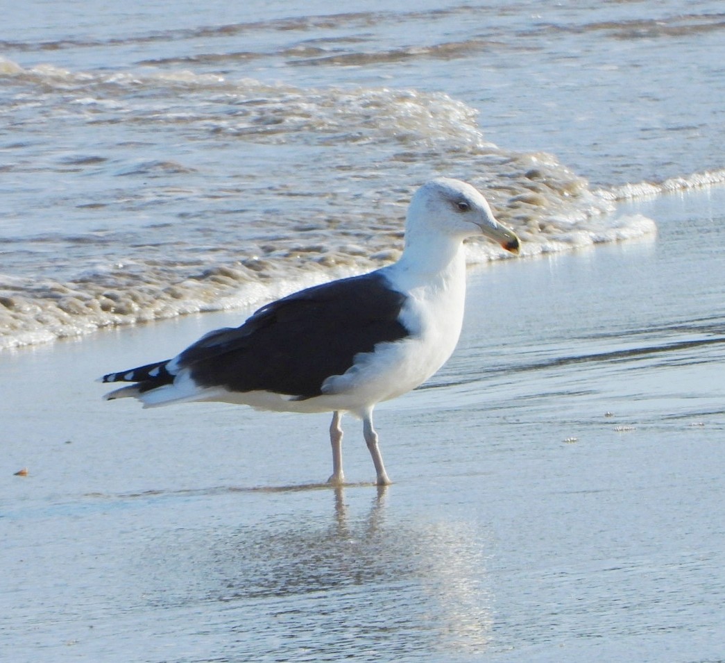 Great Black-backed Gull - ML646461137