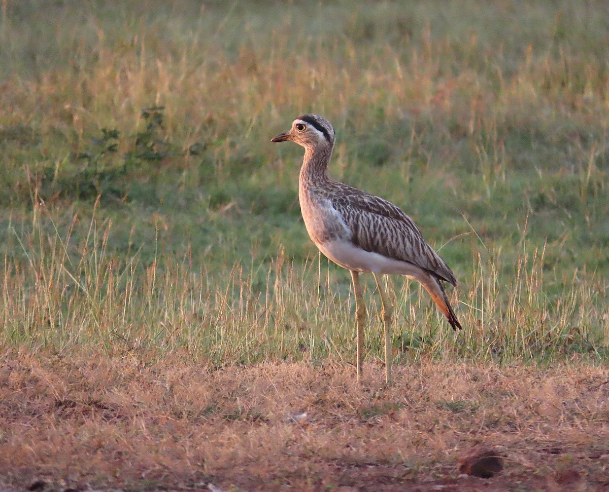 Double-striped Thick-knee - ML646461140
