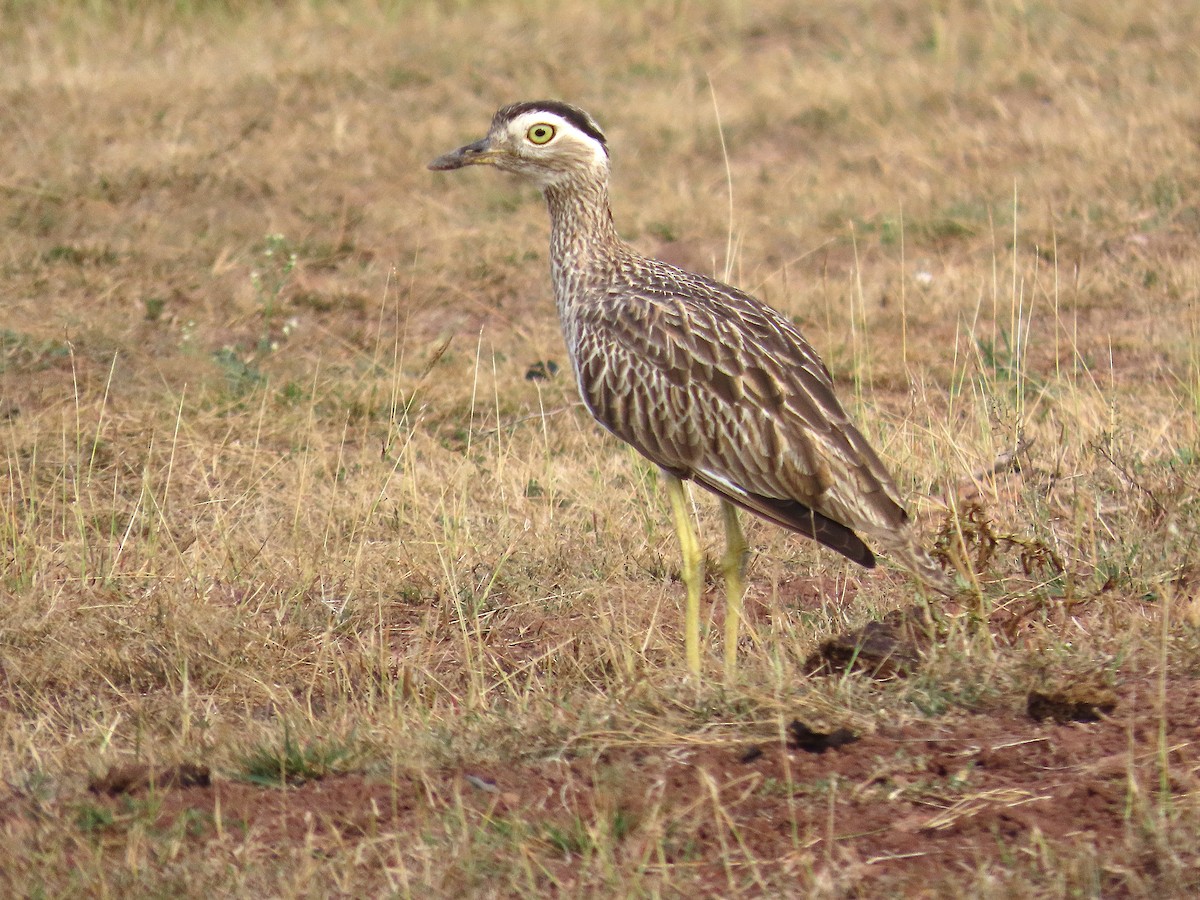 Double-striped Thick-knee - ML646461141