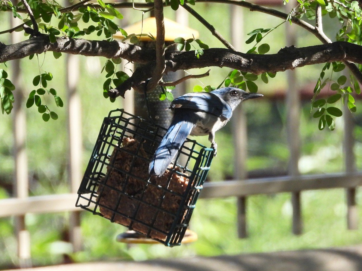 Woodhouse's Scrub-Jay - ML646461142