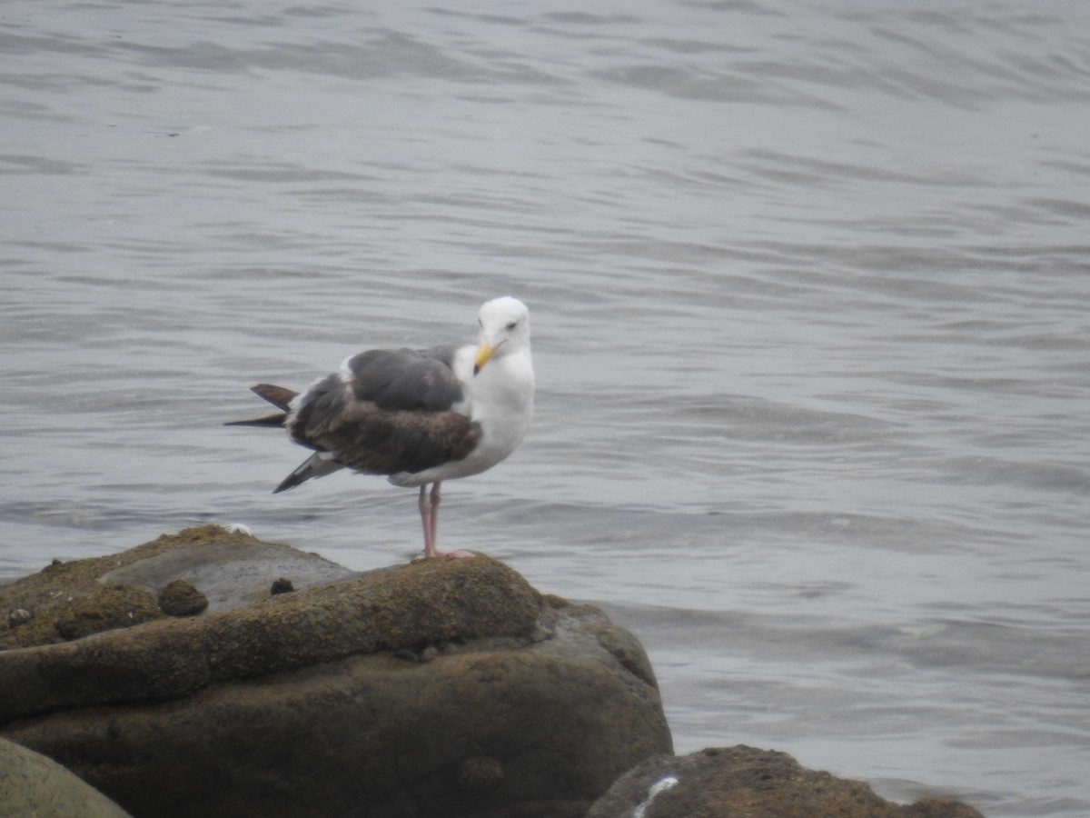 Western Gull - ML646461143