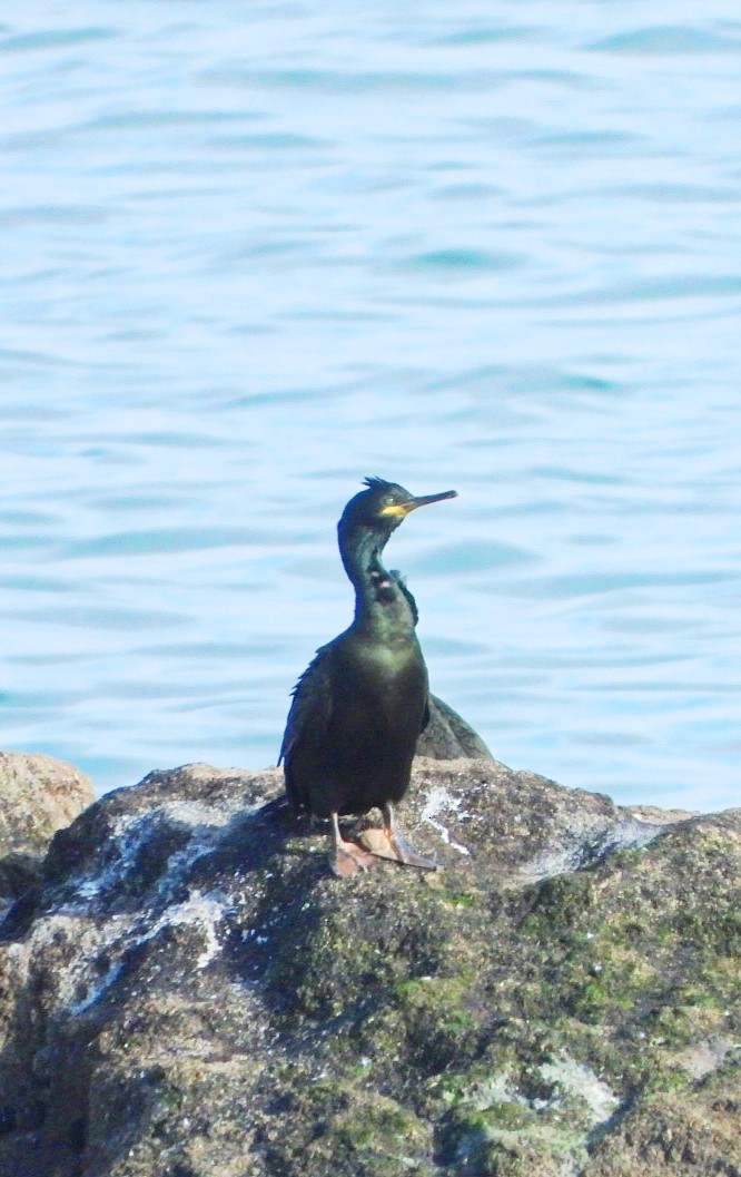 European Shag - ML646461144