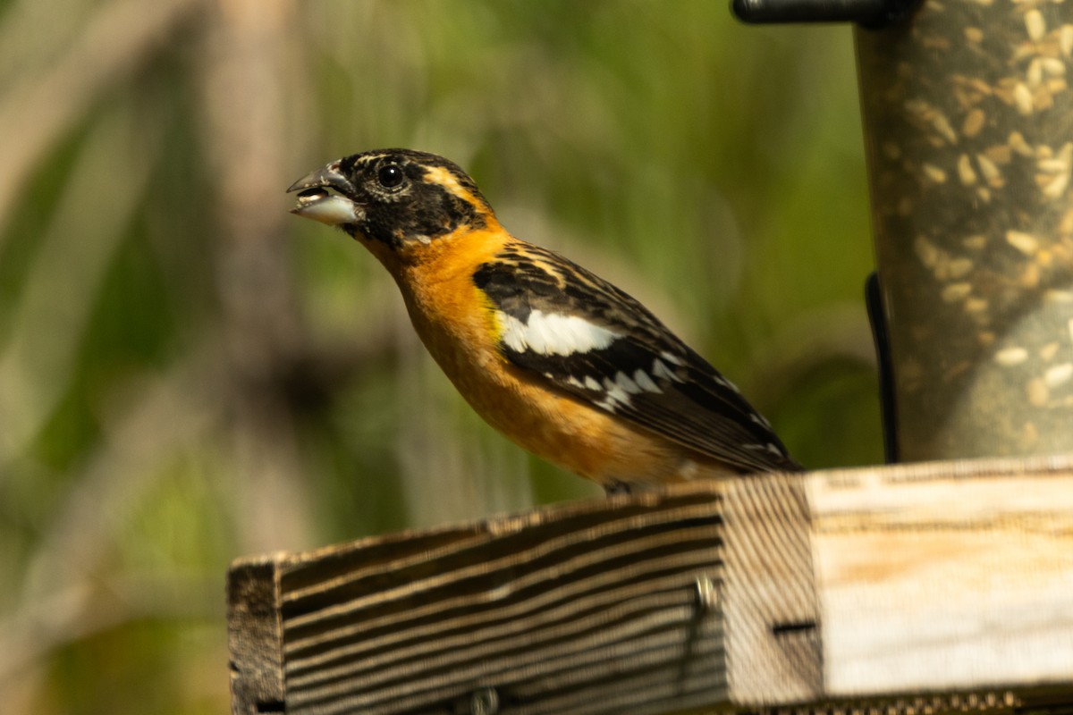 Picogrueso Cabecinegro - ML646461153