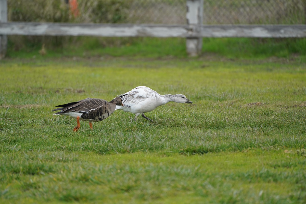 Greater White-fronted Goose - ML646461157